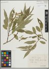 Foto von Salix alba L. x Salix fragilis L.